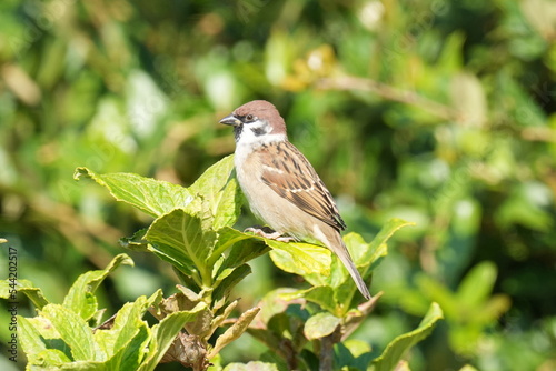 sparrow in a park
