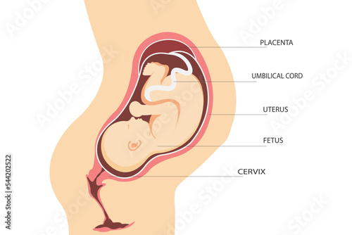 Fototapeta Pregnancy. Anatomy of the uterus with a fetus
