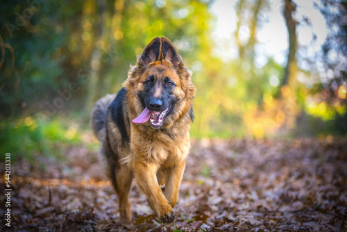 cane Pastore tedesco che corre in mezzo alla natura