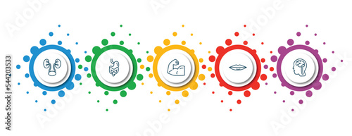 editable thin line icons with infographic template. infographic for human body parts concept. included two kidneys, digestive system, muscular arm, thin lips, brain inside human head icons.