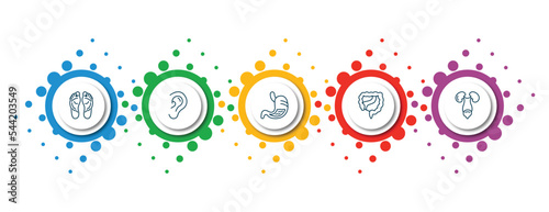 editable thin line icons with infographic template. infographic for human body parts concept. included human footprints, ear lobe side view, stoh with liquids, large intestine, excretory system
