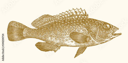Areolate grouper epinephelus areolatus, tropical marine fish in side view photo