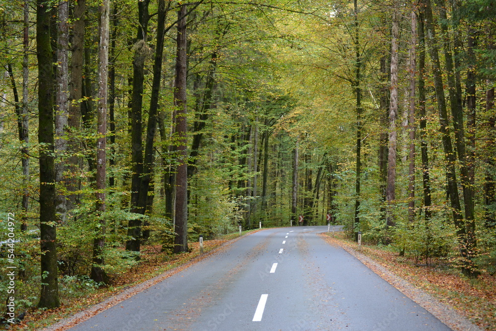 A road in the green forest under an avenue A road in the green forest under an avenue