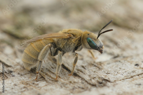 Closeup of a female of the Mealy Metallic-Furrow Bee, Vestitohalict pollinosus photo