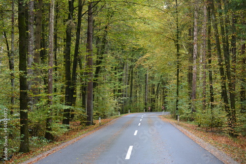 A road in the green forest under an avenue