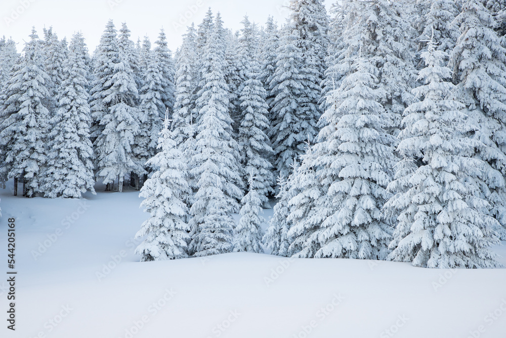 amazing winter landscape with snowy fir trees in the mountains