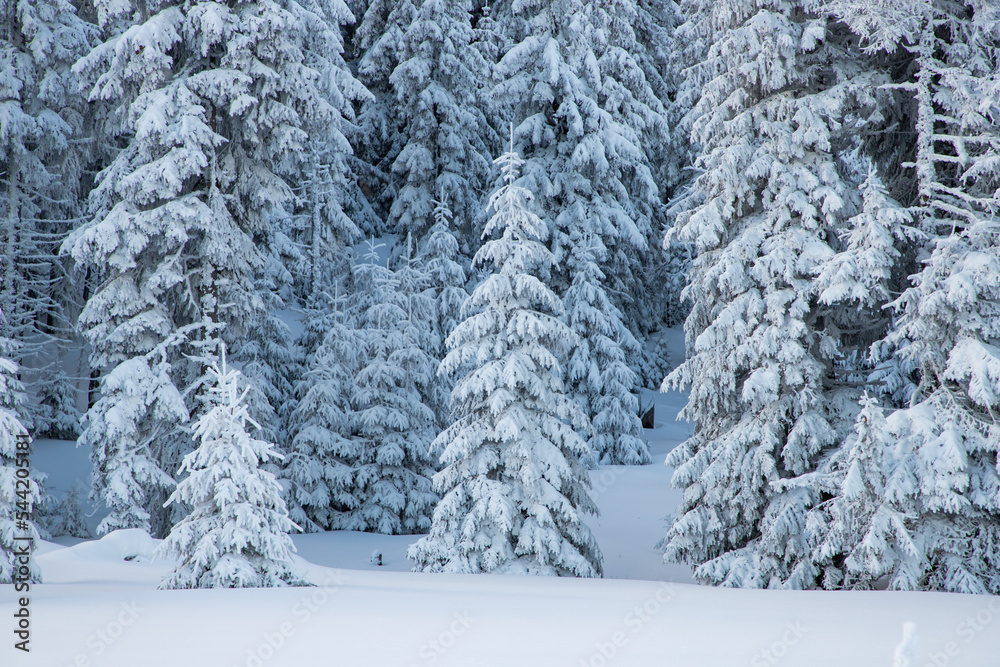 amazing winter landscape with snowy fir trees in the mountains amazing winter landscape with snowy fir trees in the mountains