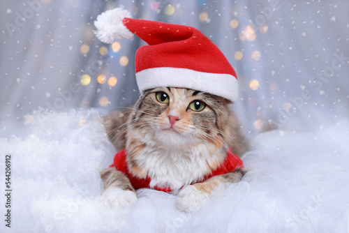 Christmas Cat. New Year holiday background. Cat with green eyes in a Santa Claus hat lies on a white background. Winter season. Greeting cards. Sparkling lights or stars. Happy New Year 2023. Kitten © Mariia