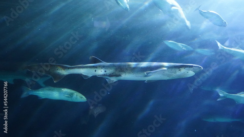 broadnose sevengill shark at aquarium of the bay