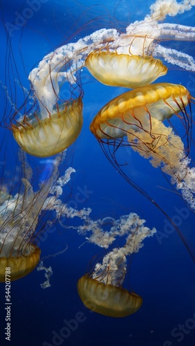 pacific sea nettles at aquarium of the bay