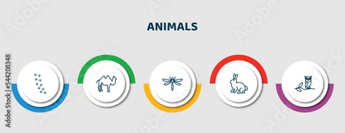 editable thin line icons with infographic template. infographic for animals concept. included pawprints, humps, dragon fly, sitting rabbit, wise icons.