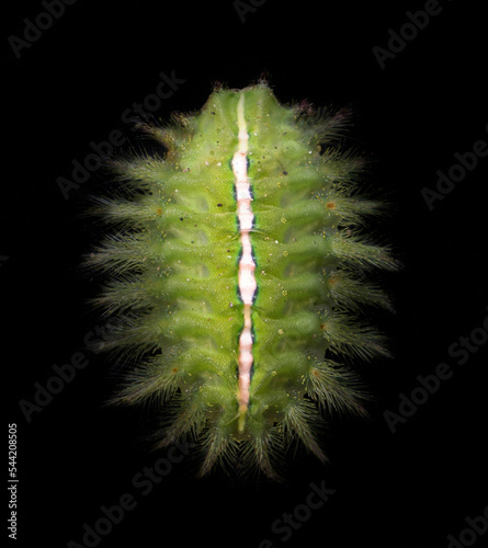 Slug moth caterpillar in the Philippines, Visayas region, Southeast Asia. It has hairs that are potent to cause severe pain upon sting. Isolated in black background. photo