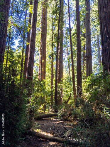 California Redwoods Mountains