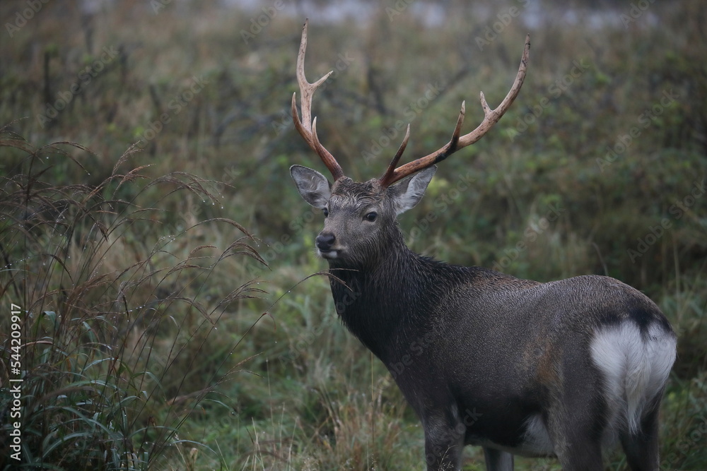 Male deer looking back in Hokkaido, Japan Male deer looking back in Hokkaido, Japan