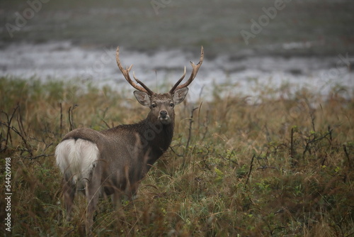 Male deer looking back in Hokkaido  Japan