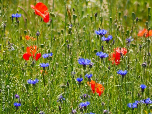 Meadow with poppies and cornflowesr, Centaurea cyanus, is an annual, herbaceous plant, these are deciduous, annual to biennial herbaceous plants, flowers are solitary, at the end of the stem