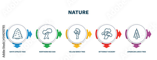 editable thin line icons with infographic template. infographic for nature concept. included white spruce tree, northern red oak tree, yellow birch tree, bitternut hickory american larch icons.