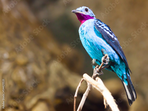 Bird Spangled cotinga closeup. South America. High quality photo photo