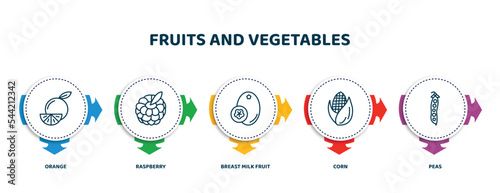 editable thin line icons with infographic template. infographic for fruits and vegetables concept. included orange, raspberry, breast milk fruit, corn, peas icons.