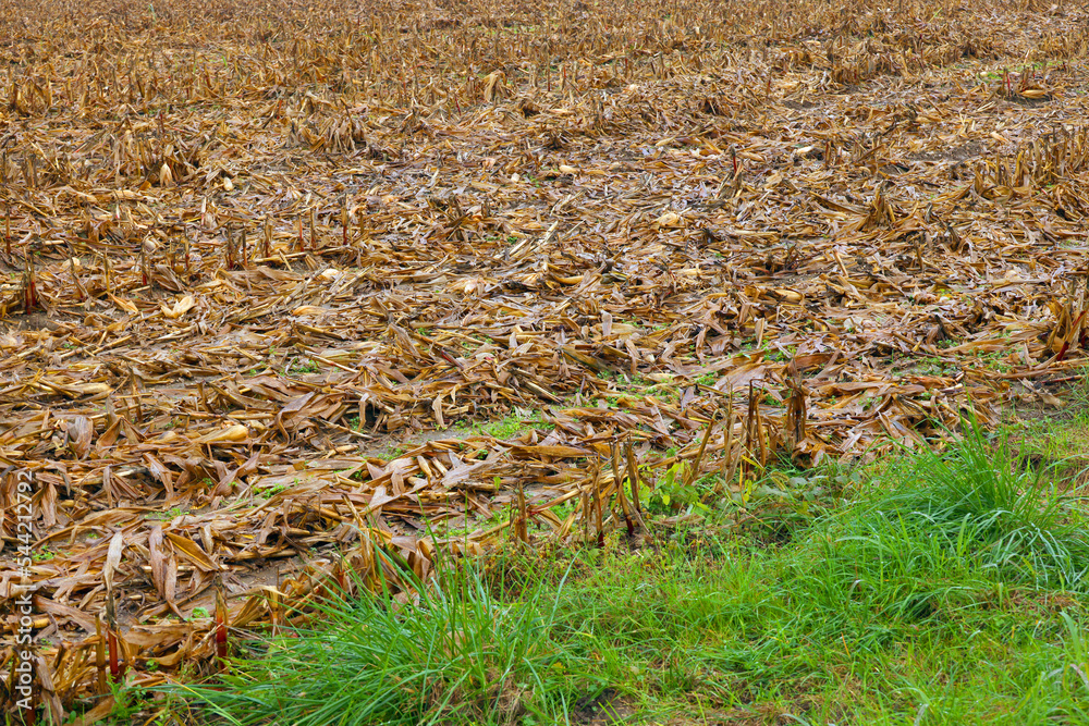 View of a yellow corn plantation with a strip of cut stems in the field. Harvesting ripe grain plants. Landscape with cornfield in autumn View of a yellow corn plantation with a strip of cut stems in the field. Harvesting ripe grain plants. Landscape with cornfield in autumn
