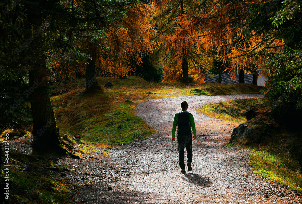Scenery autumn forest. Fall Woodland path, autumn Mysterious path. October nature landscape. Forest trail scene. Scenery autumn forest. Fall Woodland path, autumn Mysterious path. October nature landscape. Forest trail scene.