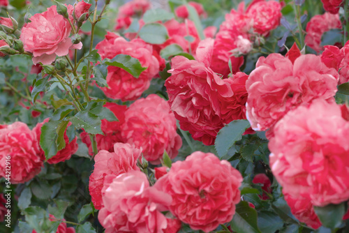 the climbing rose shrub Rosarium Uetersen blooms of a single plant. © Марина Мартинез