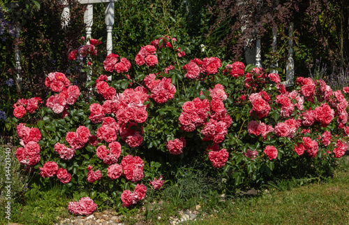 the climbing rose shrub Rosarium Uetersen blooms of a single plant. photo