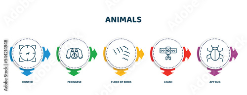 editable thin line icons with infographic template. infographic for animals concept. included hunted, pekingese, flock of birds, leash, app bug icons.
