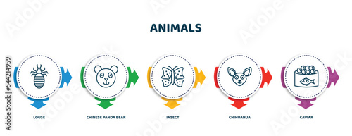 editable thin line icons with infographic template. infographic for animals concept. included louse, chinese panda bear, insect, chihuahua, caviar icons.