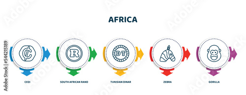 editable thin line icons with infographic template. infographic for africa concept. included cedi, south african rand, tunisian dinar, zebra, gorilla icons.