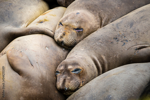 colony of elephants seals sleeping photo