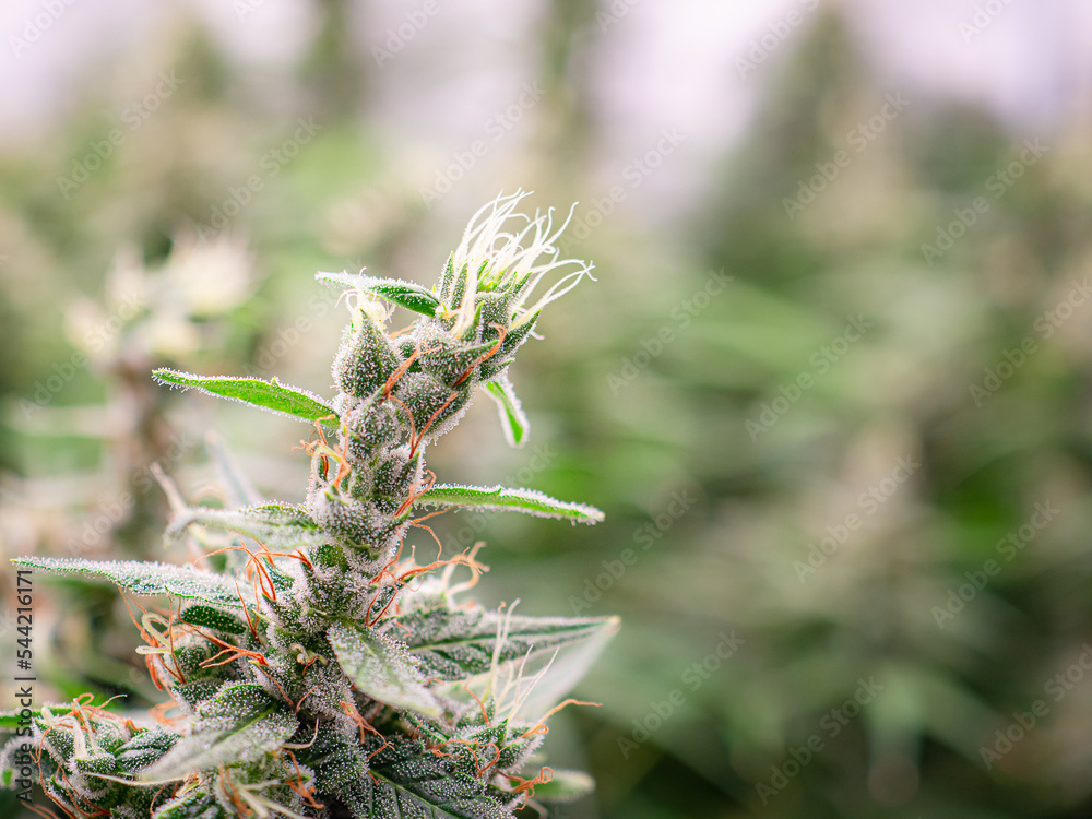 Mature cannabis plants are ready for harvest in a greenhouse Mature cannabis plants are ready for harvest in a greenhouse