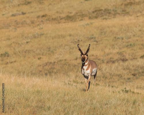 A pronghorn buck on Wyoming's prairie.