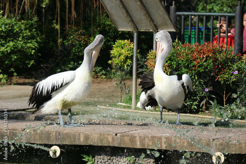 This is photo of pelican bird. This bird is one of the bird species in the lake in Ragunan Zoo. photo