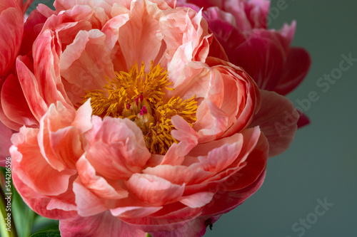 Fototapeta Naklejka Na Ścianę i Meble -  close up of peony