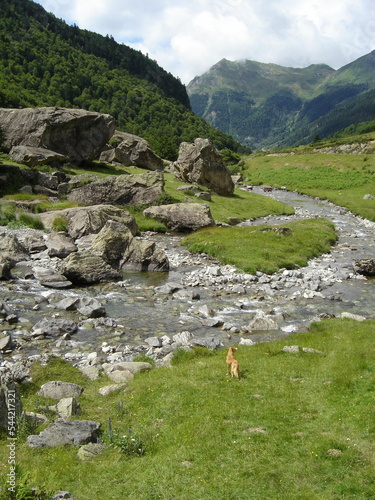 Perro haciendo camino