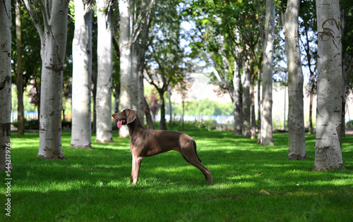 Fototapeta Naklejka Na Ścianę i Meble -  a weimaraner breed dog playing in the field
