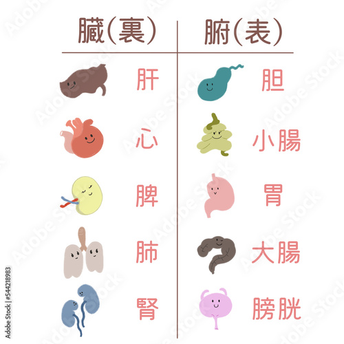 Foto 東洋医学の重要な五つの臓と腑の表裏関係を、可愛いタッチで表にしたイラスト