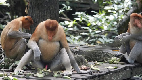 An adult male proboscis monkey (Nasalis larvatus)alpha male is enjoying food on a tree. Proboscis monkeys are endemic to the island of Borneo, which are scattered in mangroves, swamps and coastal photo