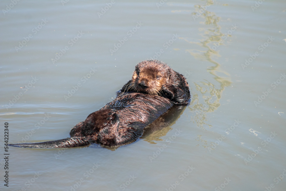 Fototapeta premium California Sea Otter Moss Landing