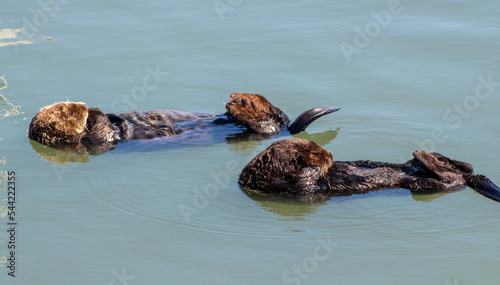California Sea Otter Moss Landing