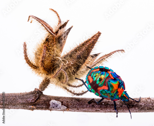 harlequin beetle from Australia photo