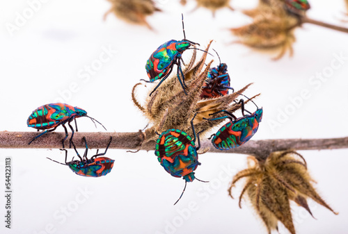 harlequin beetle from Australia photo