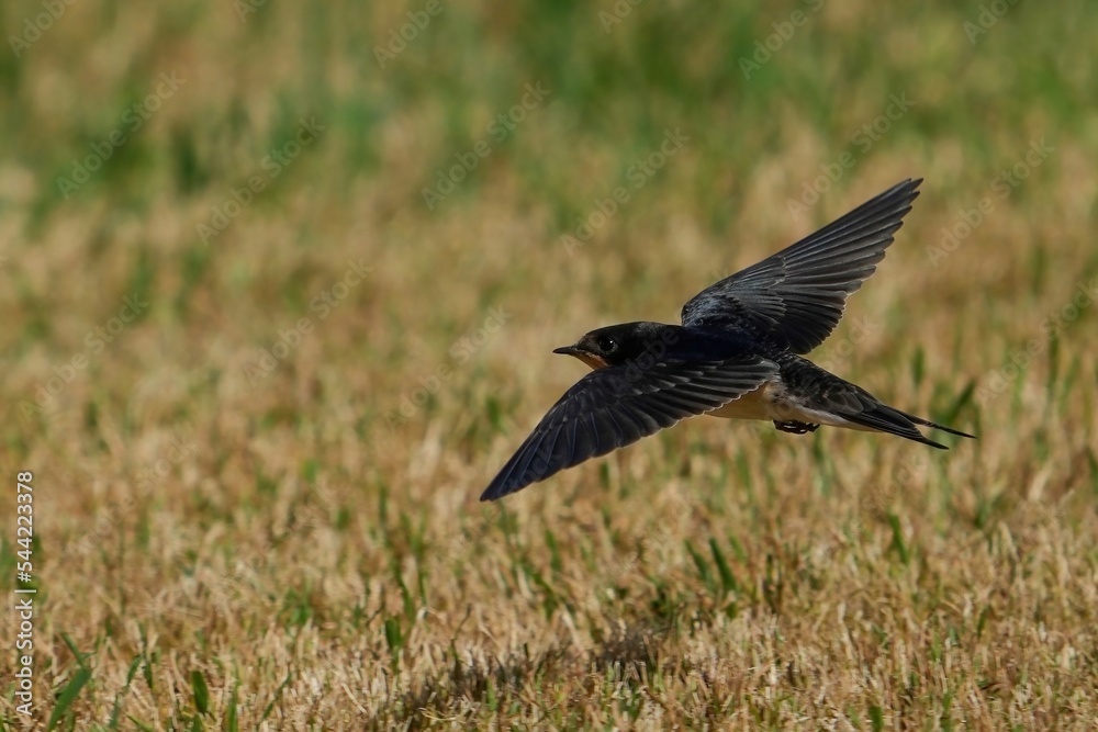 Obraz premium 芝生の上を高速で飛ぶツバメ