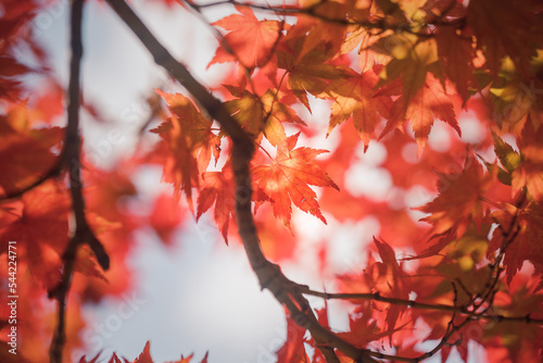 red autumn leaves © engsoon23