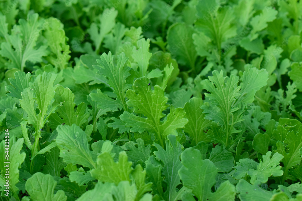 Green vegetables are organic vegetables. Green vegetables are organic vegetables.