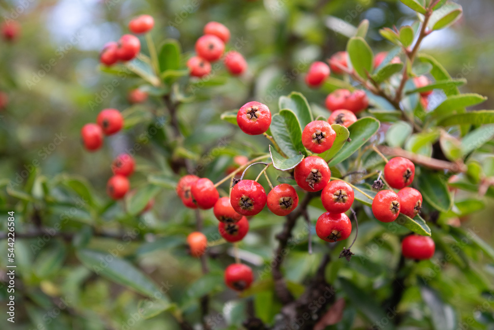 red berries of firethorn, pyracantha p. coccinea red berries of firethorn, pyracantha p. coccinea