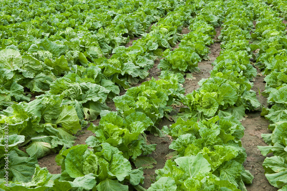 green vegetables cabbage grows in the field. green vegetables cabbage grows in the field.