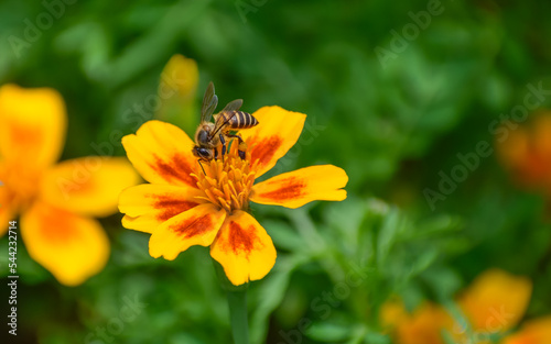 Marigold flower and Asian honey bee. © Robert Ang