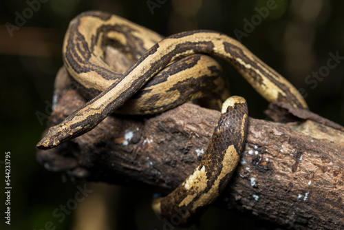  the Indonesian tree boa Candoia carinata or Pacific ground boa snake